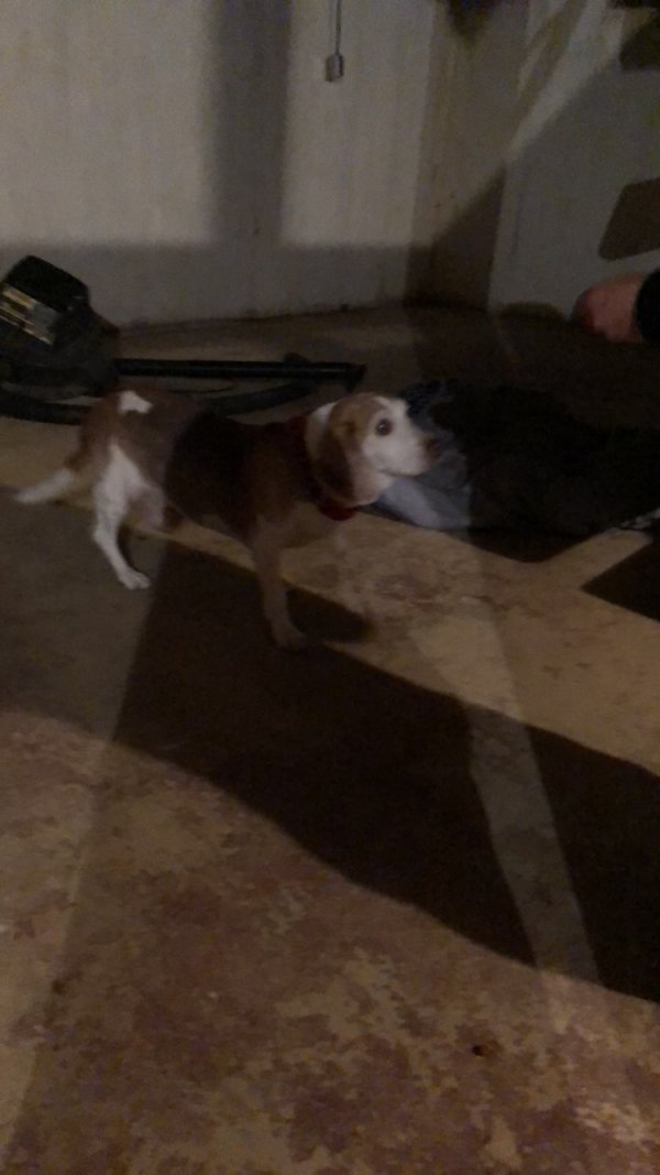 Safe Beagle in Allentown, PA