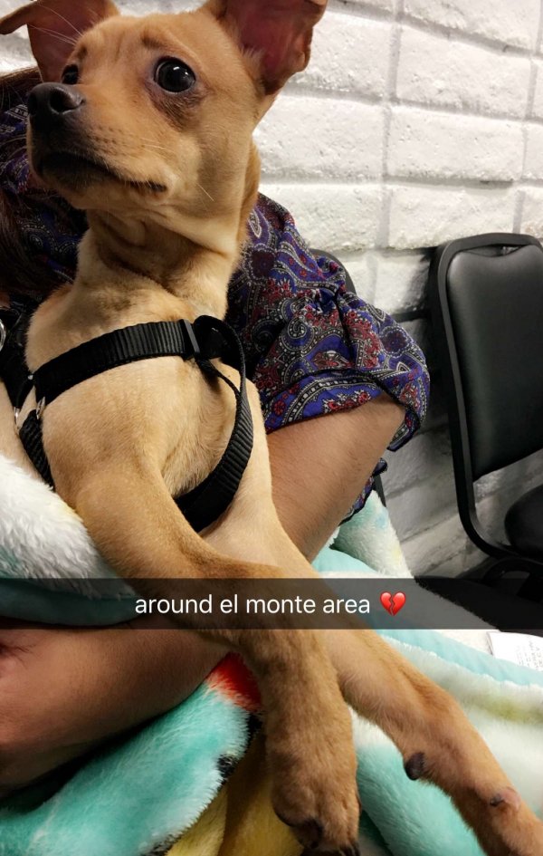 Safe Chihuahua in El Monte, CA