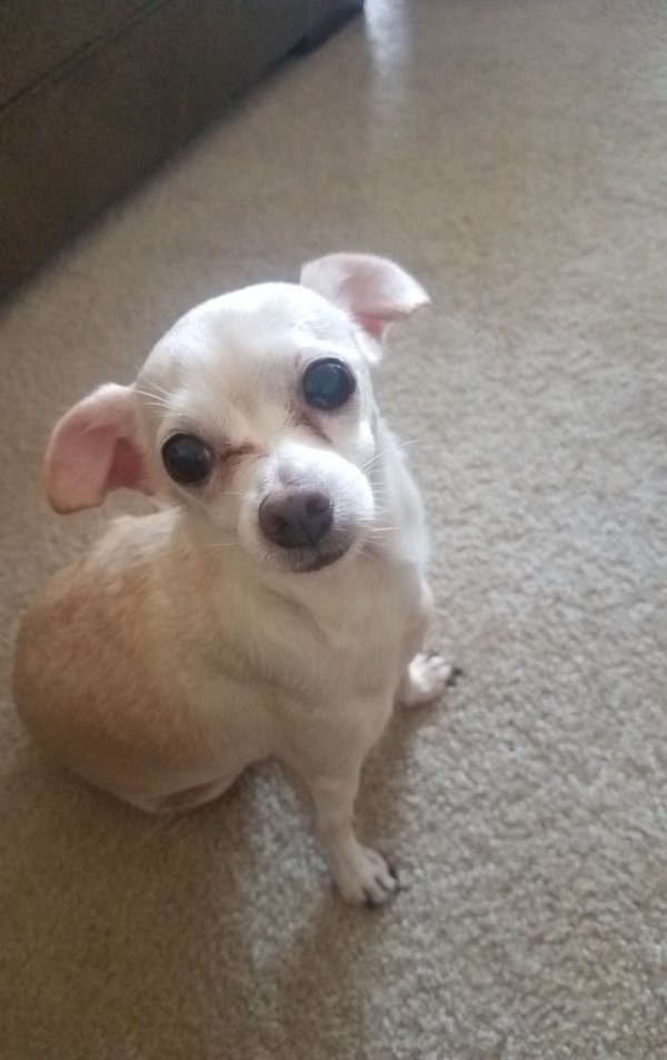 Safe Chihuahua in Corona del Mar, CA