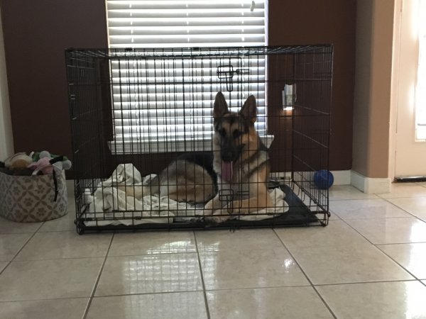 Safe German Shepherd Dog in Stafford, TX