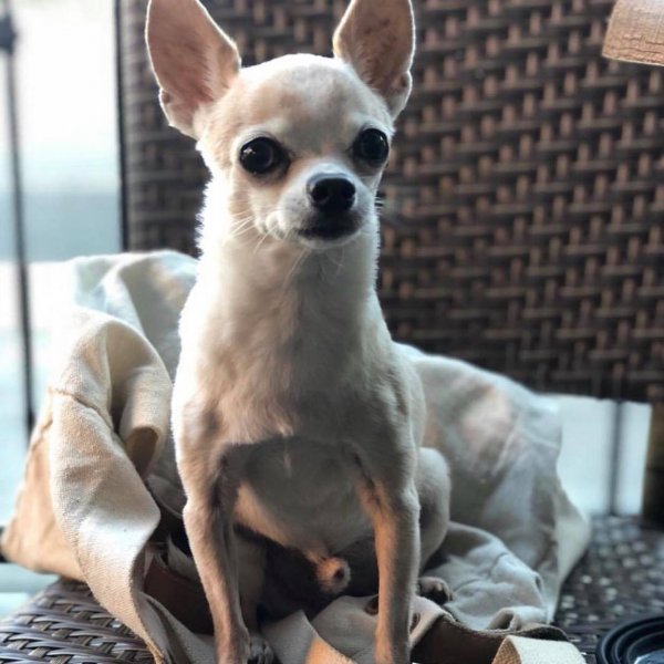 Safe Chihuahua in Los Angeles, CA