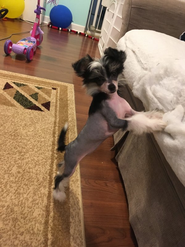 Safe Chinese Crested in Trenton, NJ