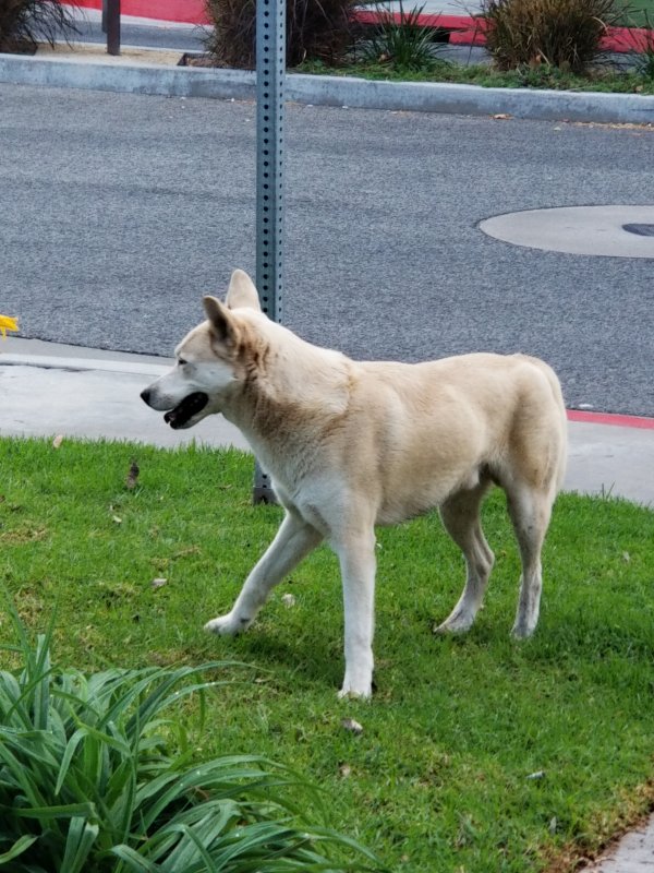 Safe Dog in Santa Ana, CA