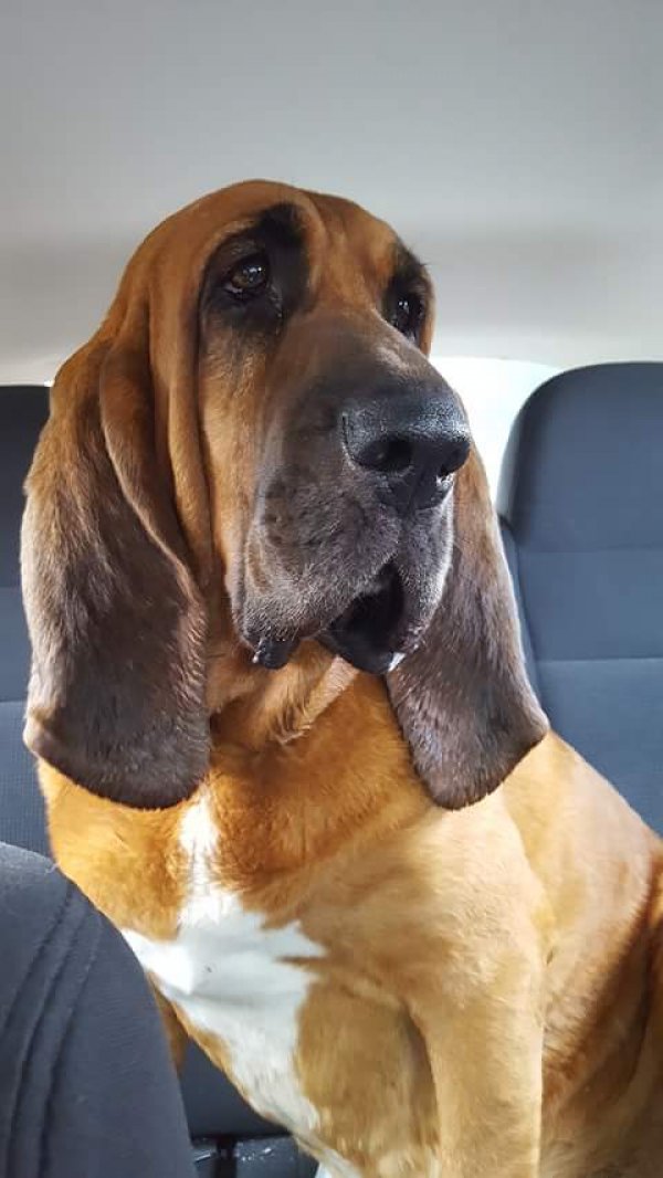 Safe Bloodhound in Martinsville, IN