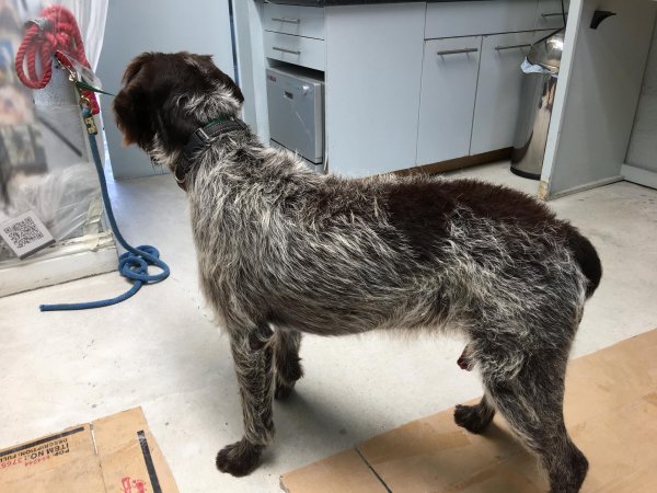 Safe Wirehaired Pointing Griffon in Valley Center, CA