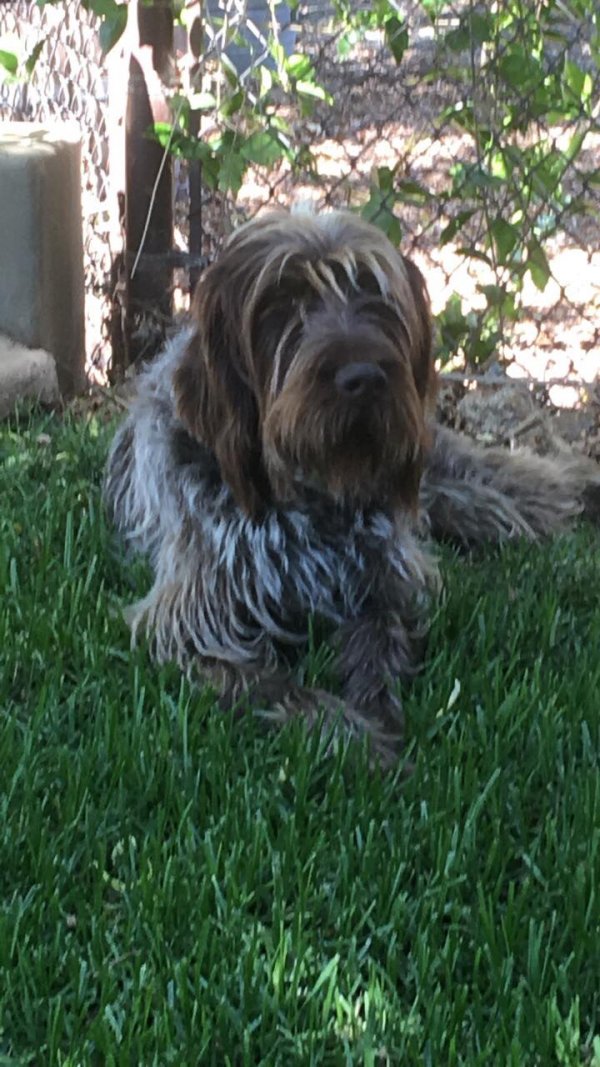 Safe Wirehaired Pointing Griffon in Valley Center, CA