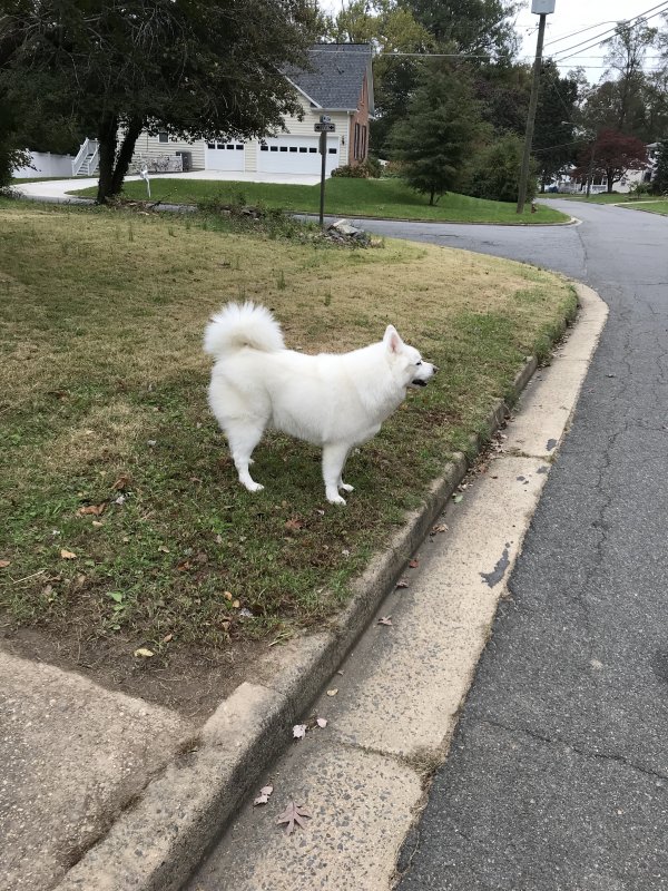 Safe American Eskimo Dog in Falls Church, VA