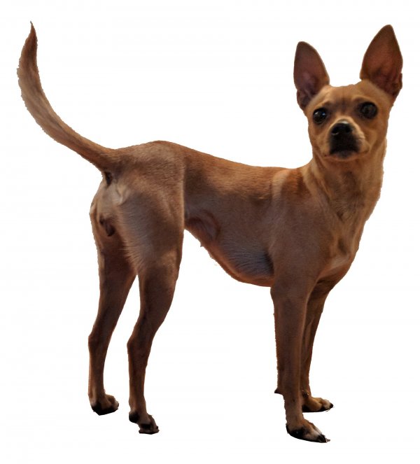 Safe Chihuahua in Upland, CA