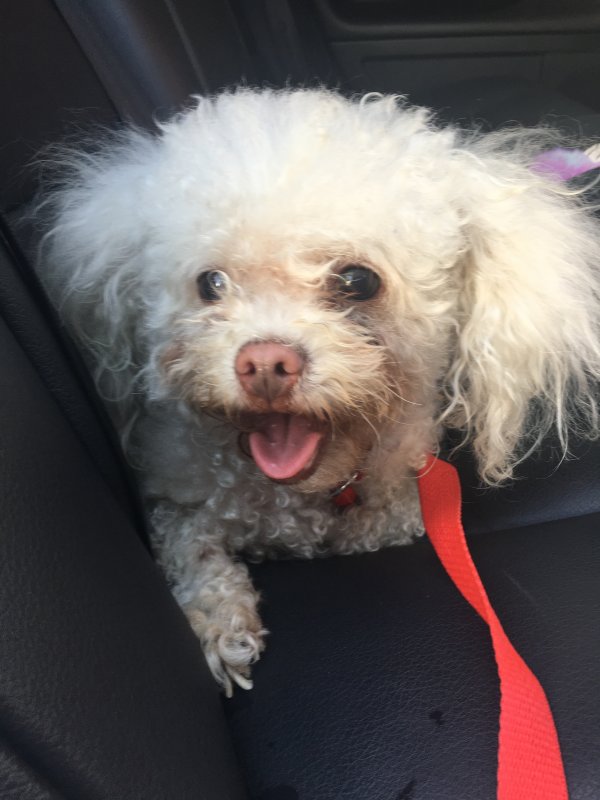 Safe Poodle in Compton, CA