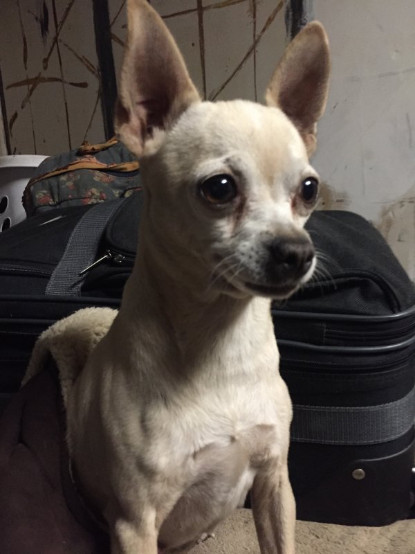 Safe Chihuahua in Salinas, CA