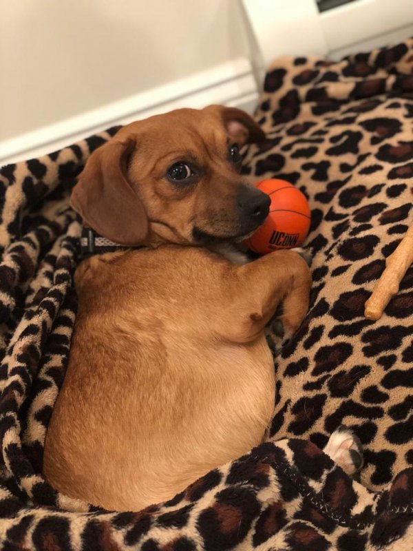 Safe Dachshund in South Richmond Hill, NY