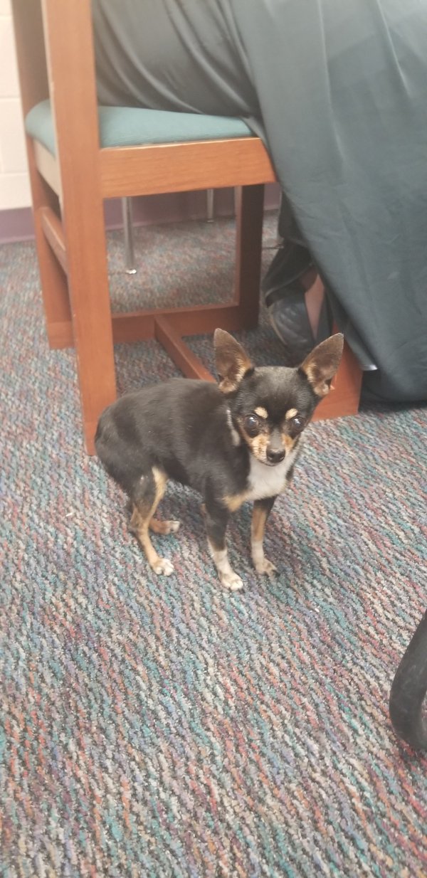 Safe Chihuahua in Glendale, AZ