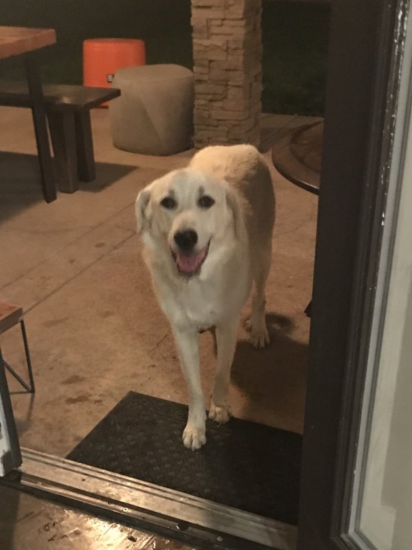Safe Great Pyrenees in Modesto, CA
