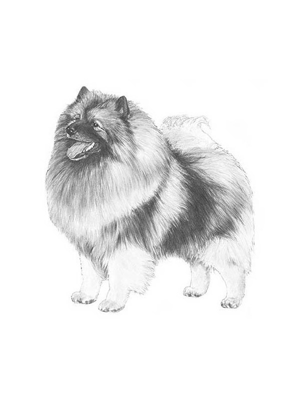 Safe Keeshond in Wellington, OH