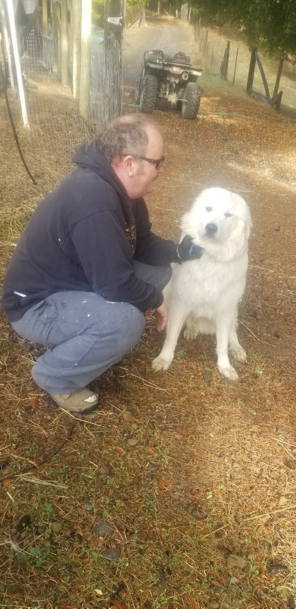 Safe Great Pyrenees in Garberville, CA
