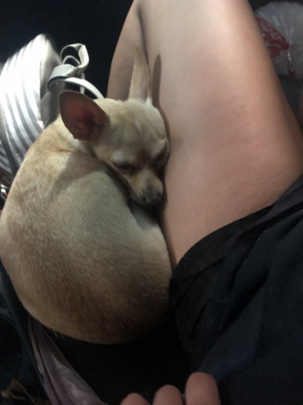 Safe Chihuahua in Peoria, AZ