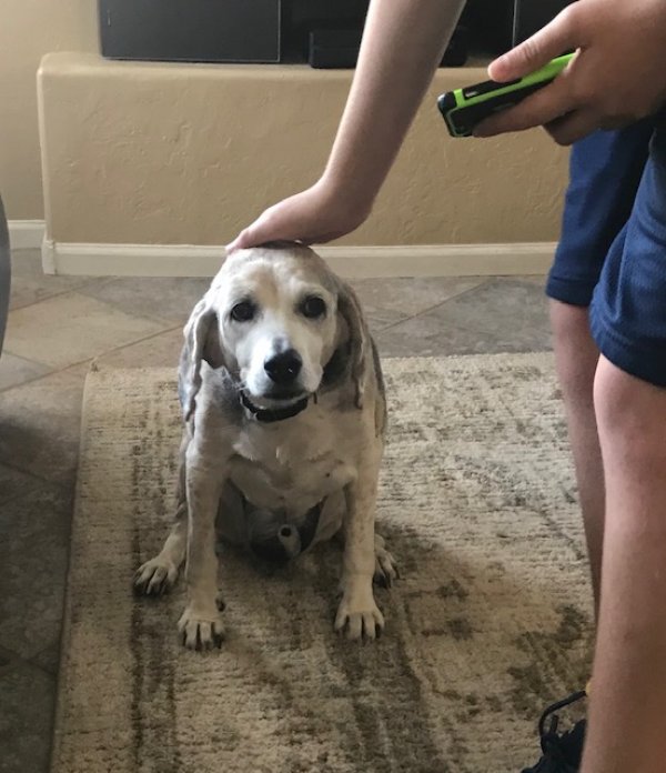 Safe Beagle in Chandler, AZ