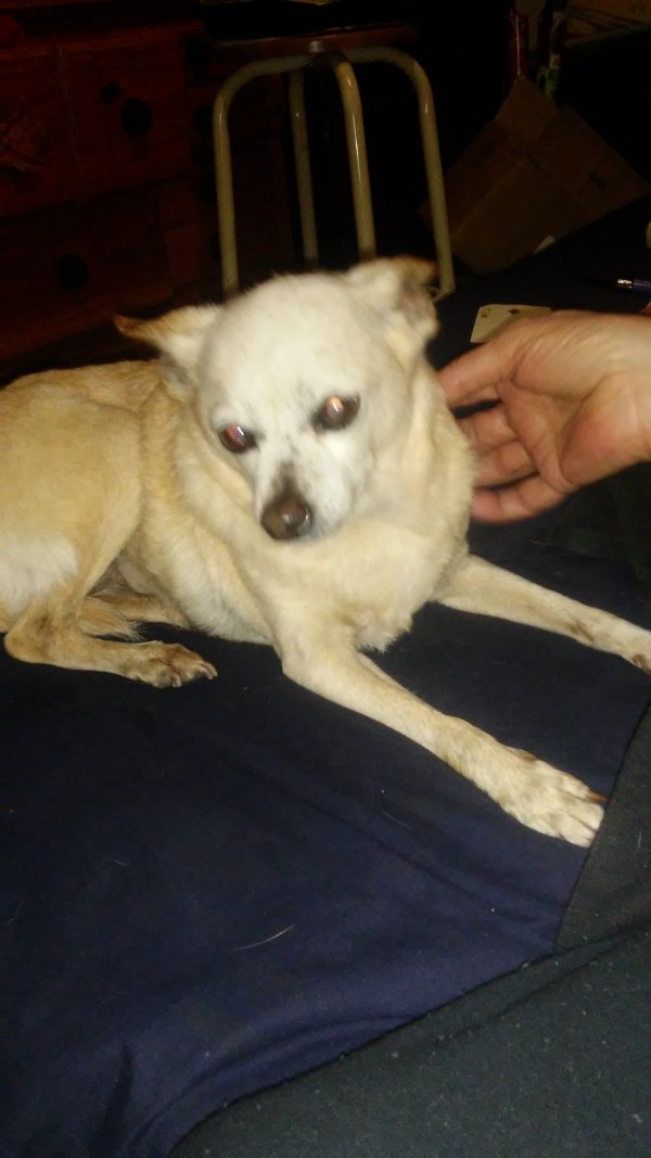 Safe Chihuahua in Columbus, GA