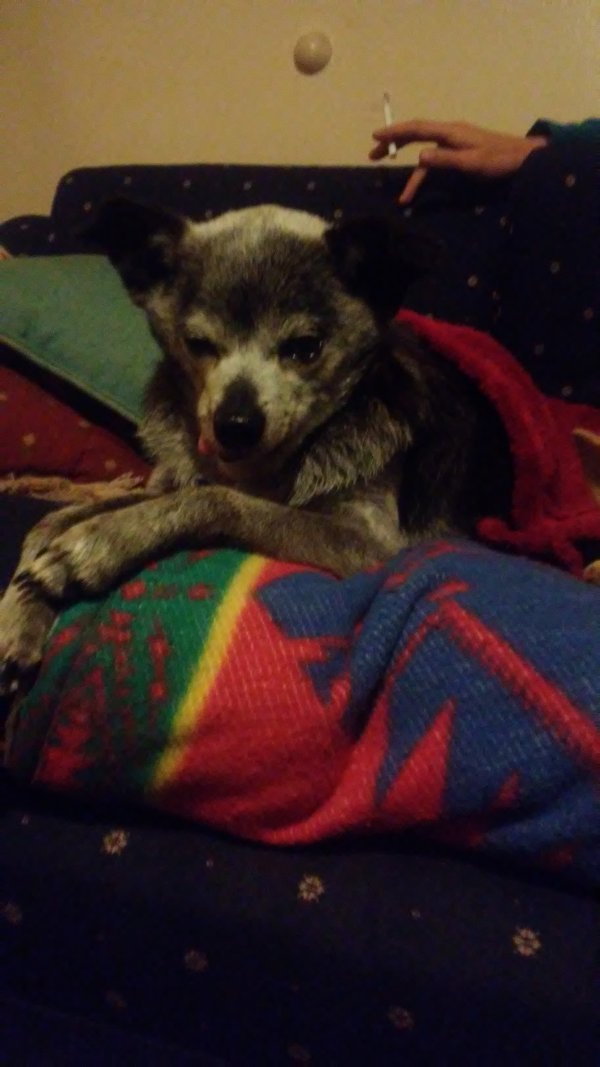 Safe Chihuahua in Columbus, GA