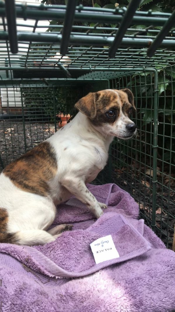 Safe Jack Russell Terrier in Chesterfield, VA