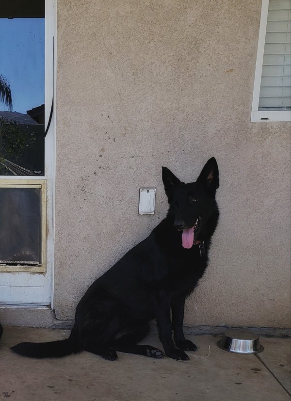 Safe German Shepherd Dog in Moreno Valley, CA