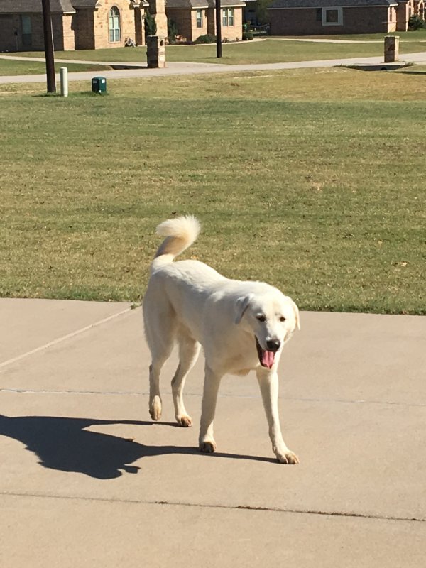 Safe Labrador Retriever in Weatherford, TX