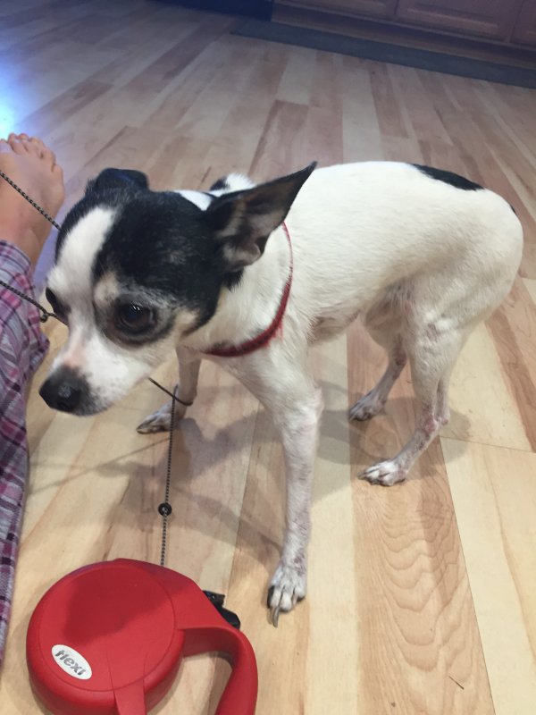 Safe Chihuahua in Rescue, CA
