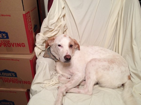 Safe Labrador Retriever in Gallatin, TN