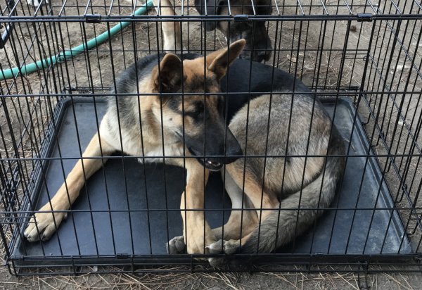 Safe German Shepherd Dog in Fresno, CA