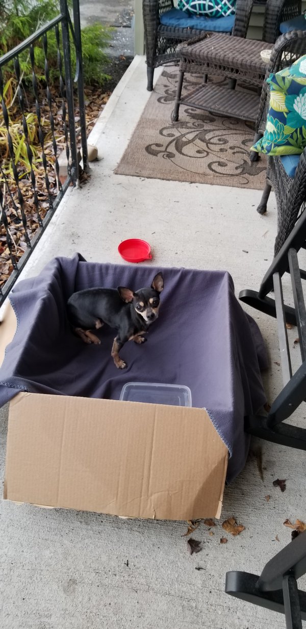 Safe Chihuahua in Goshen, NY