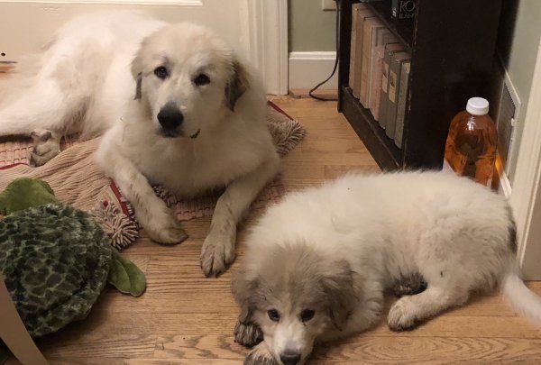 Safe Great Pyrenees in Floyds Knobs, IN