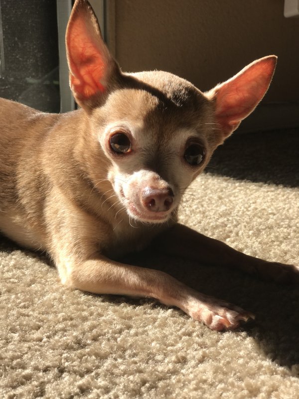 Safe Chihuahua in Anaheim, CA