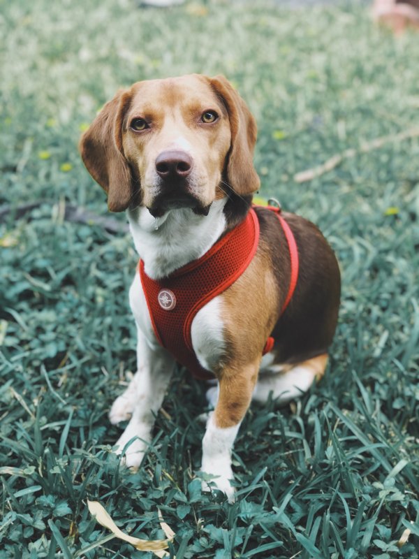 Safe Beagle in Miami, FL