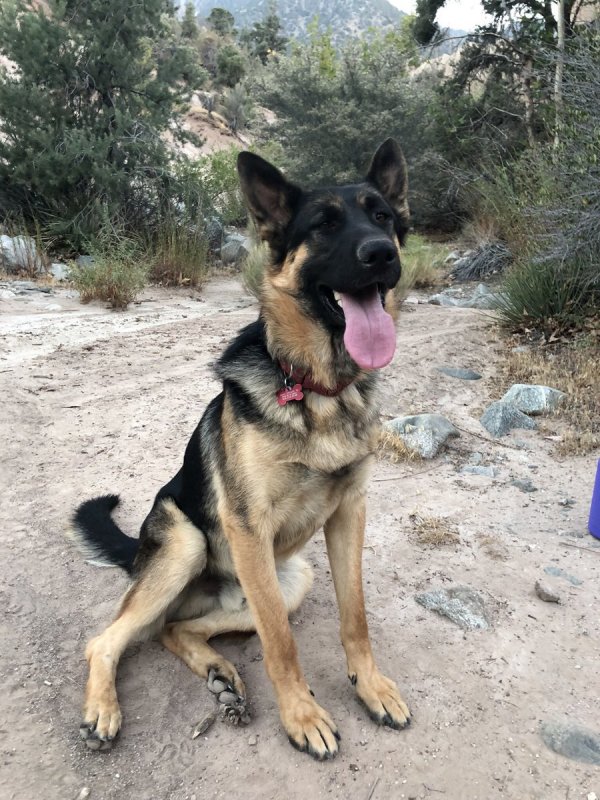 Safe German Shepherd Dog in Mission Hills, CA US