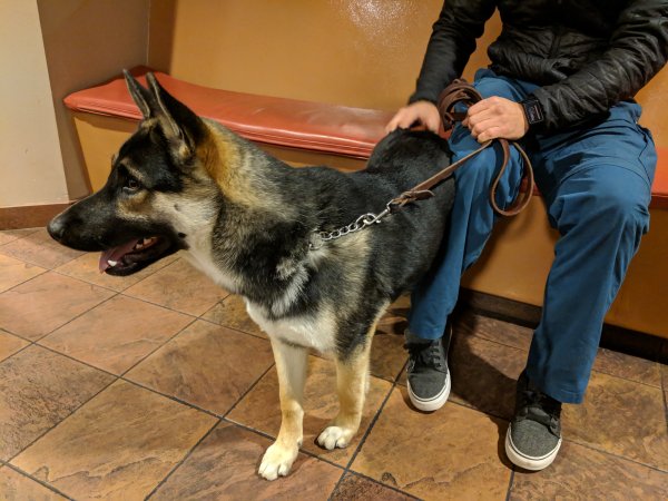 Safe German Shepherd Dog in Albuquerque, NM