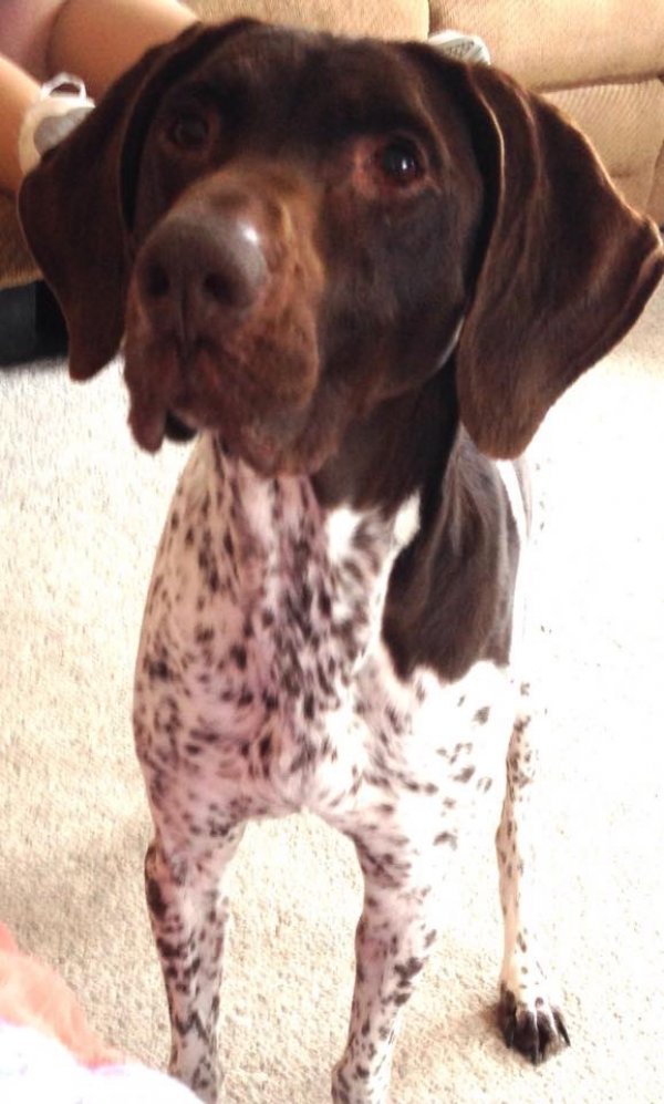 Safe German Shorthaired Pointer in Hop Bottom, PA