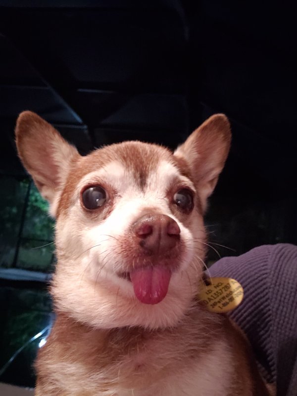 Safe Chihuahua in Dunedin, FL