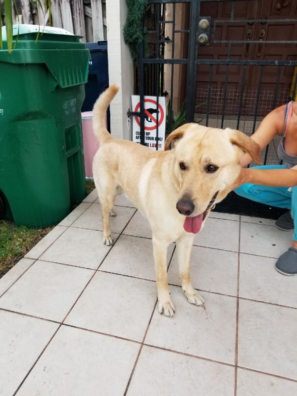 Safe Labrador Retriever in Miami, FL