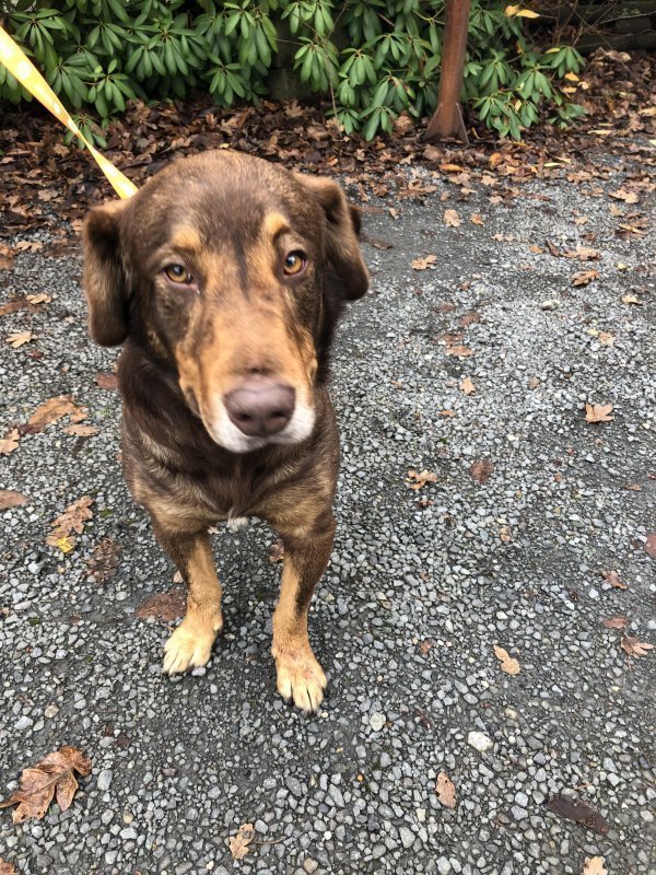 Safe Bloodhound in Tacoma, WA