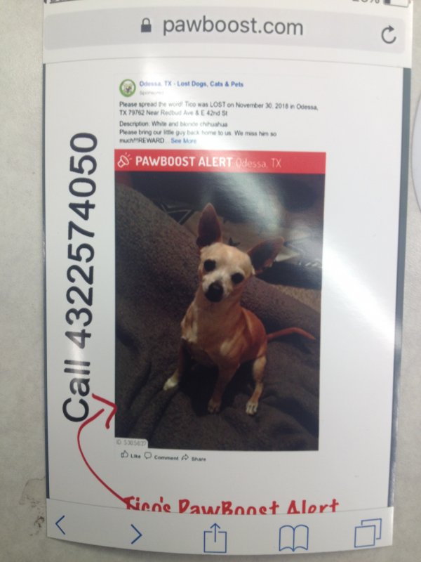 Safe Chihuahua in Odessa, TX