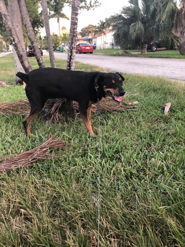 Safe Rottweiler in Miami, FL