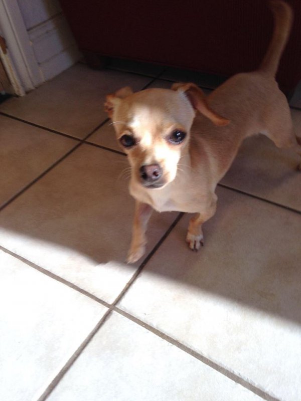 Safe Chihuahua in Waco, TX