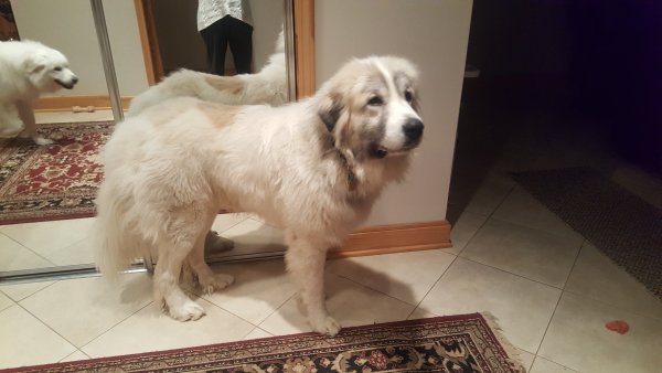 Safe Great Pyrenees in Grantsville, MD