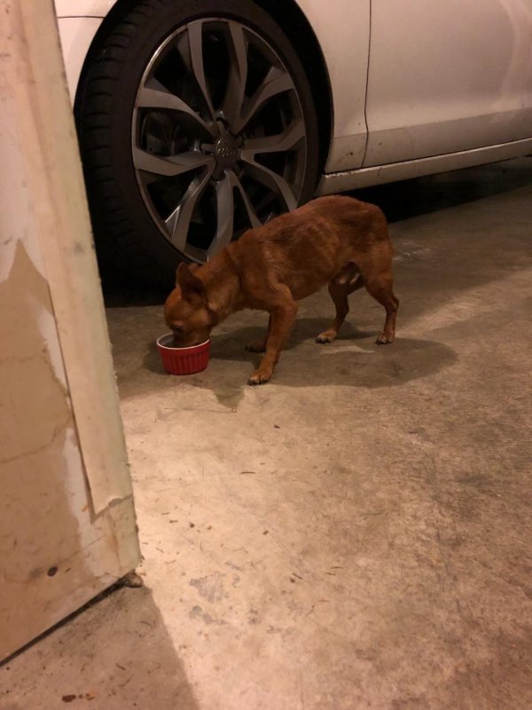 Safe Chihuahua in Puyallup, WA