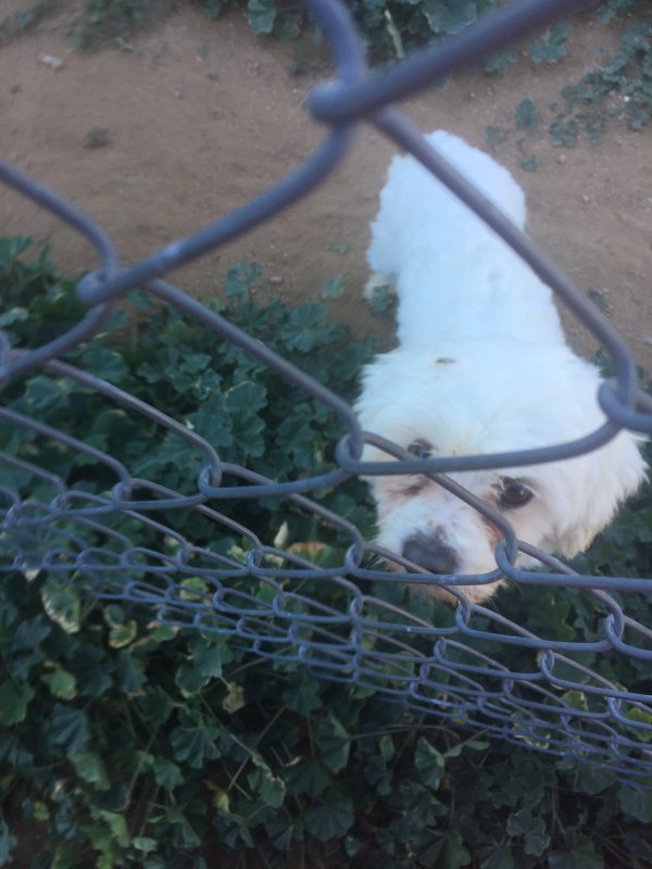 Safe Poodle in Wittmann, AZ