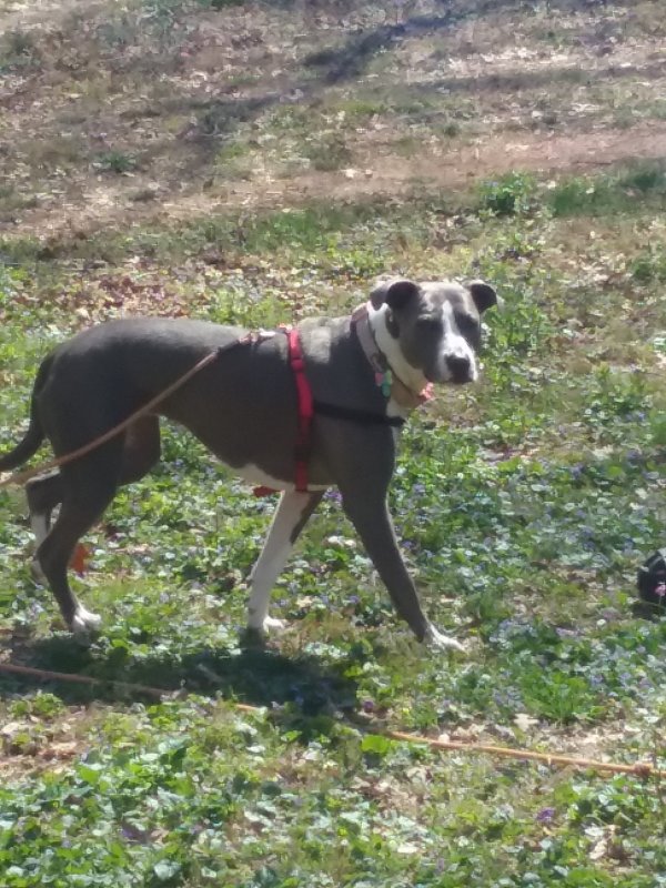 Safe Pit Bull in Cherryville, NC