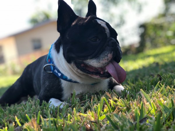 Safe French Bulldog in Hollywood, FL