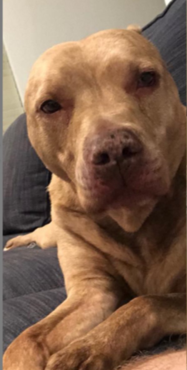 Safe American Staffordshire Terrier in Richardson, TX
