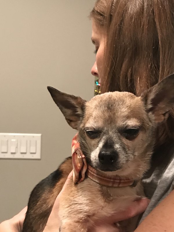 Safe Chihuahua in Kirkland, WA