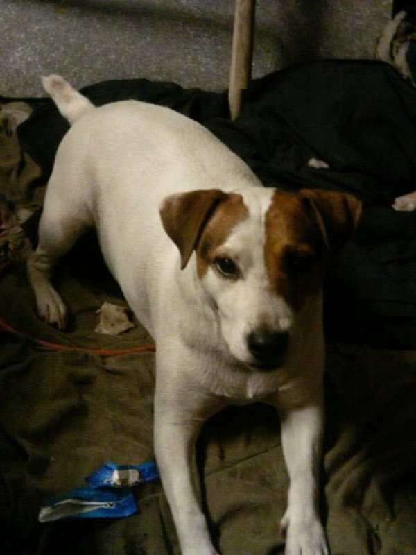 Safe Jack Russell Terrier in Browns Valley, CA